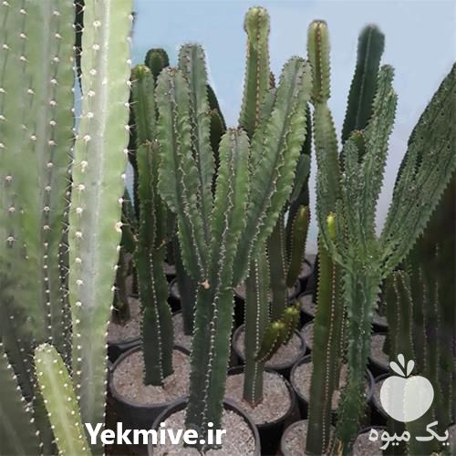 قیمت خرید کاکتوس افوربیا در گروه خرید فروش عمده گیاهان زینتی - گرمسیری آپارتمانی باغچه آب در یکمیوه -عکس1