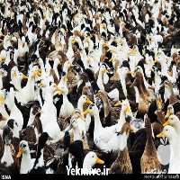 آگهی مشابه قیمت خرید جوجه یک روزه محلی یا گلپایگانی به قیمت های مناسب در کرمانشاه در گروه مرغ و خروس و بوقلمون و اردک قو قاز در یکمیوه