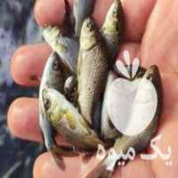 قیمت خرید کپور کف دستی برای پرورش در استخر در تایباد در گروه انواع ماهی - سالمون شیر کپور قرمز شوریده سفید گوپی مرکب در یکمیوه