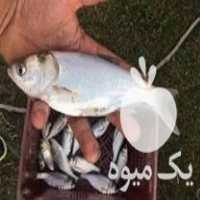 مرکز فروش انواع بچه ماهی و غذای ماهی ارسال به تمام ایران در گروه انواع ماهی - سالمون شیر کپور قرمز شوریده سفید گوپی مرکب در یکمیوه