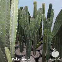 قیمت خرید کاکتوس افوربیا در گروه خرید فروش عمده گیاهان زینتی - گرمسیری آپارتمانی باغچه آب در یکمیوه