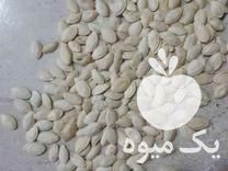 خرید تخم کدو گوشتی در سراب در گروه انواع خشکبار - فروش مغز دانه فروش عمده در یکمیوه -عکس1