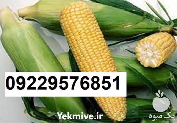 پر فروش ترین بذر ذرت سمیرا با کیفیت در اصفهان در گروه خرید فروش بذر - انواع محصول کشاورزی گوجه کتان میوه درخت در یکمیوه -عکس1
