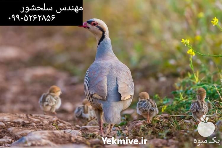قیمت خرید کبک یک روزه در اردبیل در گروه اسب و الاغ خر و فروش قاطر- ترکمن عربی سفید نر و ماده در یکمیوه -عکس1