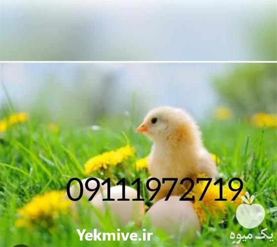 قیمت خرید مجوز آرین با قیمت روز به صورت عمده در اردبیل در گروه مرغ و خروس و بوقلمون و اردک قو قاز در یکمیوه -عکس1