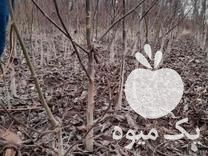 فروش نهال گردوپیوندی چنلیر در سنندج در گروه خرید فروش نهال - انواع گردو پسته بادام سلطانی انگور در یکمیوه -عکس1