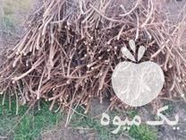 قیمت خرید شاخه های هرس شده درخت هلو در گروه خرید فروش عمده هلو - زعفرانی حاج کاظمی سفید هسته جدا در یکمیوه -عکس1