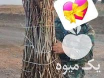 فروش نهالستان برند بزرگترین تولید کننده نهال های در غرب کشور در گروه خرید فروش نهال - انواع گردو پسته بادام سلطانی انگور در یکمیوه -عکس1