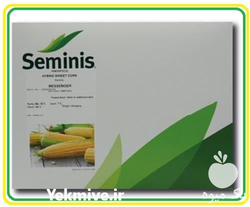 فروش ذرت شیرین مسنجر در گروه خرید فروش عمده ذرت - بلال مکزیکی علوفه دانه کشاورز در یکمیوه -عکس1