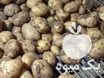 قیمت خرید سیب زمینی جیلی درجه ی یک قالب دار در گروه خرید فروش عمده سیب زمینی - زودرس دیررس آگریا اسپریت اردبیل همدان در یکمیوه -عکس1