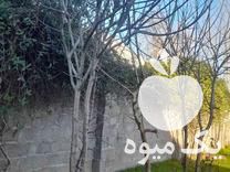 قیمت خرید درخت میوه و گل و گلدان در صومعه سرا در گروه خرید فروش عمده گیاهان زینتی - گرمسیری آپارتمانی باغچه آب در یکمیوه -عکس1