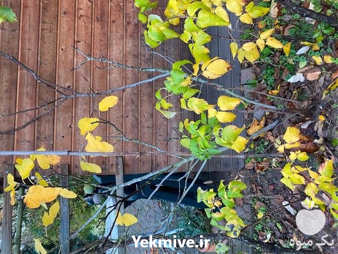 فروش عمده نهال زردآلو در نهالستان تک فیدان در بوشهر در گروه خرید فروش نهال - انواع گردو پسته بادام سلطانی انگور در یکمیوه -عکس1