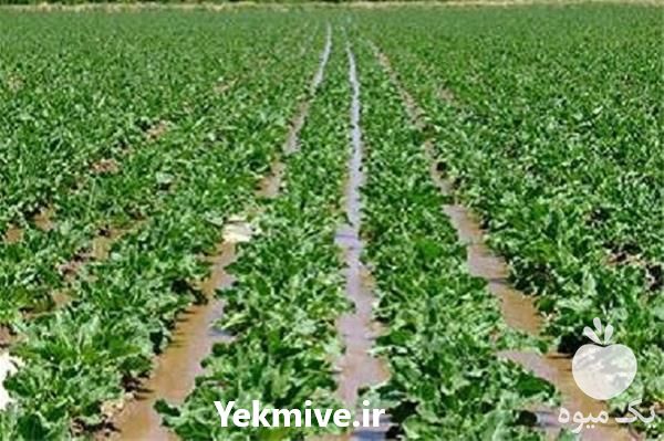 فروش بذر تضمینی چغندر قند در اصفهان در گروه خرید فروش عمده چغندر - قند لبویی قرمز سفید در یکمیوه -عکس1