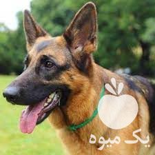 فروش سگ ژرمن پلیس در گروه سگ و گربه _ نگهبان هاسکی ژرمن دوبرمن سرابی در یکمیوه -عکس1