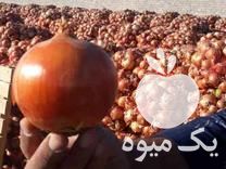قیمت خرید بذر پیاز روزبلند بازگشتی زرگان فلات در اصفهان در گروه خرید فروش عمده پیاز - قرمز سفید زرد ترشی تازه انباری در یکمیوه -عکس1