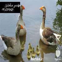 فروش جوجه غاز دورگه قیمت جوجه غاز دورگه در تهران در گروه مرغ و خروس و بوقلمون و اردک قو قاز در یکمیوه
