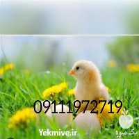 قیمت خرید مجوز آرین با قیمت روز به صورت عمده در اردبیل در گروه مرغ و خروس و بوقلمون و اردک قو قاز در یکمیوه