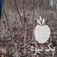 فروش نهال گردوپیوندی چنلیر در سنندج در گروه خرید فروش نهال - انواع گردو پسته بادام سلطانی انگور در یکمیوه