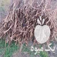 قیمت خرید شاخه های هرس شده درخت هلو در گروه خرید فروش عمده هلو - زعفرانی حاج کاظمی سفید هسته جدا در یکمیوه