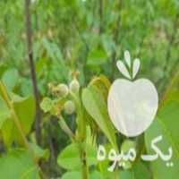 قیمت خرید انواع ارقام نهالهای پیوندی و اصلاح شده در گروه خرید فروش نهال - انواع گردو پسته بادام سلطانی انگور در یکمیوه