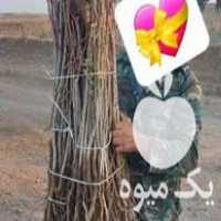 فروش نهالستان برند بزرگترین تولید کننده نهال های در غرب کشور در گروه خرید فروش نهال - انواع گردو پسته بادام سلطانی انگور در یکمیوه