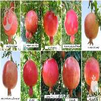 فروش نهال انار در اصفهان در گروه خرید فروش نهال - انواع گردو پسته بادام سلطانی انگور در یکمیوه