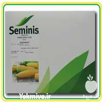 فروش ذرت شیرین مسنجر در گروه خرید فروش عمده ذرت - بلال مکزیکی علوفه دانه کشاورز در یکمیوه