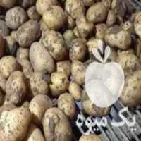 قیمت خرید سیب زمینی جیلی درجه ی یک قالب دار در گروه خرید فروش عمده سیب زمینی - زودرس دیررس آگریا اسپریت اردبیل همدان در یکمیوه