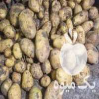 قیمت خرید سیب زمینی صادراتی و سیب زمینی شهرستانی و سیب زمینی بذری عالی در بهار  در گروه خرید فروش عمده سیب زمینی - زودرس دیررس آگریا اسپریت اردبیل همدان در یکمیوه