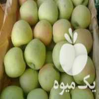 خرید عمده سیب زرد و قرمز در اهر  در گروه خرید فروش عمده سیب - زرد و قرمز گلاب پاییزه در یکمیوه
