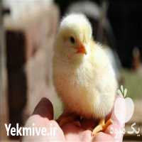 آگهی مشابه فروش اصلاح نژاد جوجه یکروزه درجه یک در تهران در گروه مرغ و خروس و بوقلمون و اردک قو قاز در یکمیوه
