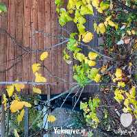 فروش عمده نهال زردآلو در نهالستان تک فیدان در بوشهر در گروه خرید فروش نهال - انواع گردو پسته بادام سلطانی انگور در یکمیوه