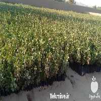 قیمت خرید نهال پسته در کرمان  در گروه خرید فروش نهال - انواع گردو پسته بادام سلطانی انگور در یکمیوه