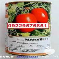 پخش و توزیع بذر گوجه فرنگی مارول پر فروش اصل در گروه خرید فروش بذر - انواع محصول کشاورزی گوجه کتان میوه درخت در یکمیوه
