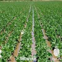فروش بذر تضمینی چغندر قند در اصفهان در گروه خرید فروش عمده چغندر - قند لبویی قرمز سفید در یکمیوه