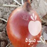 فروش انواع بذر پیاز فلات زرگان روز بلند و ارمغان در گروه خرید فروش عمده پیاز - قرمز سفید زرد ترشی تازه انباری در یکمیوه