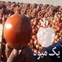 قیمت خرید بذر پیاز روزبلند بازگشتی زرگان فلات در اصفهان در گروه خرید فروش عمده پیاز - قرمز سفید زرد ترشی تازه انباری در یکمیوه
