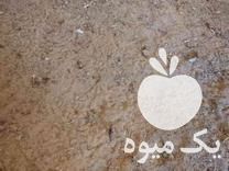 فروش کود مرغی در گروه خرید فروش کود و مواد شیمیایی - اوره پتاس مرغی کمپوست آهن در یکمیوه -عکس1