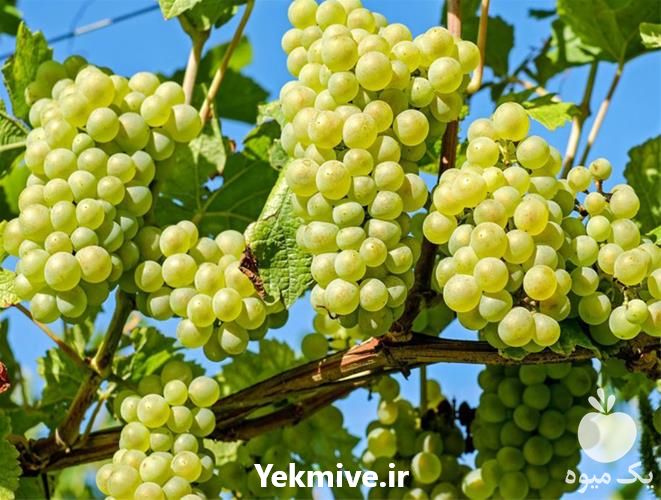فروش نهال انگور عسگری در گروه خرید فروش نهال - انواع گردو پسته بادام سلطانی انگور در یکمیوه -عکس1