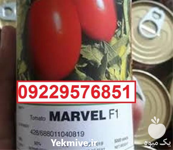 فروش بذر گوجه فرنگی مارول پربار در گروه خرید فروش بذر - انواع محصول کشاورزی گوجه کتان میوه درخت در یکمیوه -عکس1