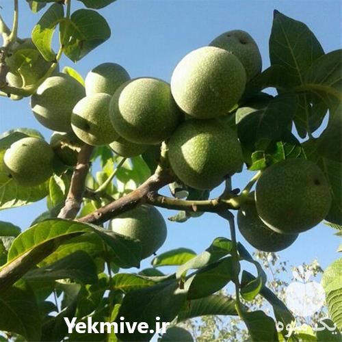 خرید نهال گردو ژنوتیپ در بوشهر در گروه خرید فروش نهال - انواع گردو پسته بادام سلطانی انگور در یکمیوه -عکس1