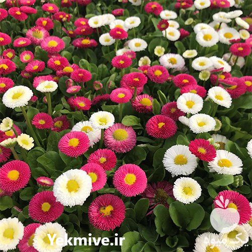 فروش بذر گل های گلخانه ای در تهران در گروه خرید فروش بذر - انواع محصول کشاورزی گوجه کتان میوه درخت در یکمیوه -عکس1