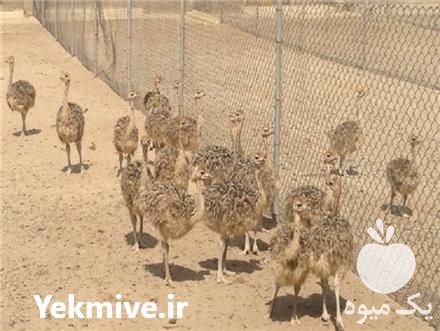 فروش شترمرغ های کانادایی در اصفهان در گروه مرغ و خروس و بوقلمون و اردک قو قاز در یکمیوه -عکس1