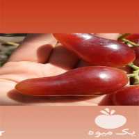 فروش قیمت نهال انگور شانی در گروه خرید فروش نهال - انواع گردو پسته بادام سلطانی انگور در یکمیوه