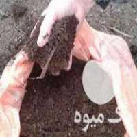 فروش کود حیوانی ارگانیک به صورت گونی در سنگر در گروه خرید فروش کود و مواد شیمیایی - اوره پتاس مرغی کمپوست آهن در یکمیوه