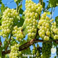 فروش نهال انگور عسگری در گروه خرید فروش نهال - انواع گردو پسته بادام سلطانی انگور در یکمیوه