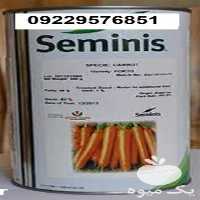 قیمت فروش بذر هویج سمینیس اصل در تهران در گروه خرید فروش بذر - انواع محصول کشاورزی گوجه کتان میوه درخت در یکمیوه