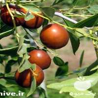 قیمت خرید نهال عناب در گروه خرید فروش نهال - انواع گردو پسته بادام سلطانی انگور در یکمیوه