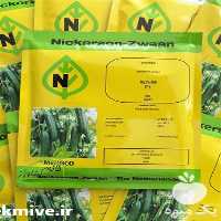 فروش بذر خیار درختی کیهان در قم در گروه خرید فروش بذر - انواع محصول کشاورزی گوجه کتان میوه درخت در یکمیوه