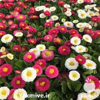 فروش بذر گل های گلخانه ای در تهران در گروه خرید فروش بذر - انواع محصول کشاورزی گوجه کتان میوه درخت در یکمیوه